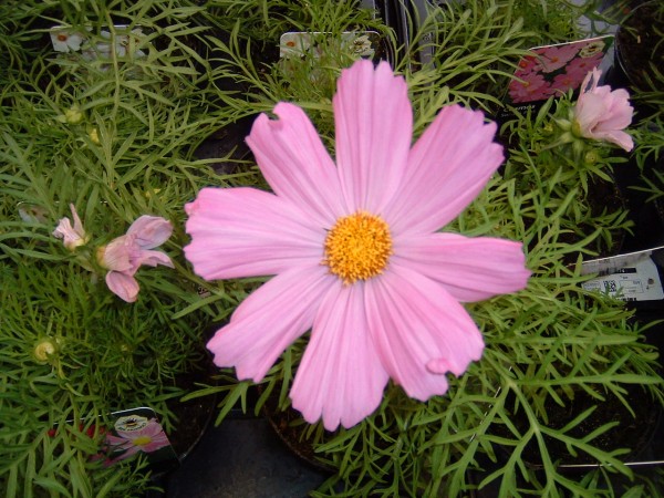 Cosmos Pink at Kershaw’s Garden Centre