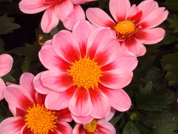 Dahlia Amazone at Kershaw’s Garden Centre 2