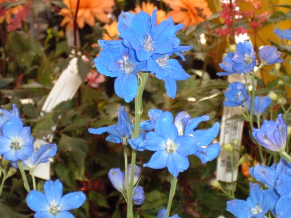 Delphinium Summer Nights at Kershaw’s Garden Centre