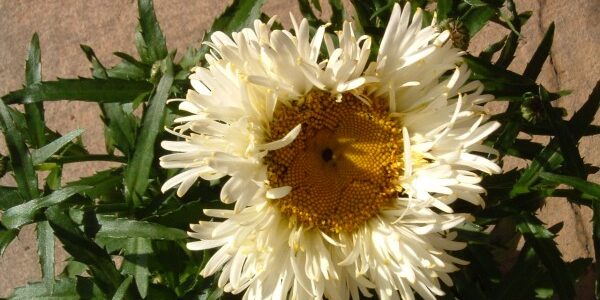 Lucanthemum Real Galaxy at Kershaw’s Garden Centre