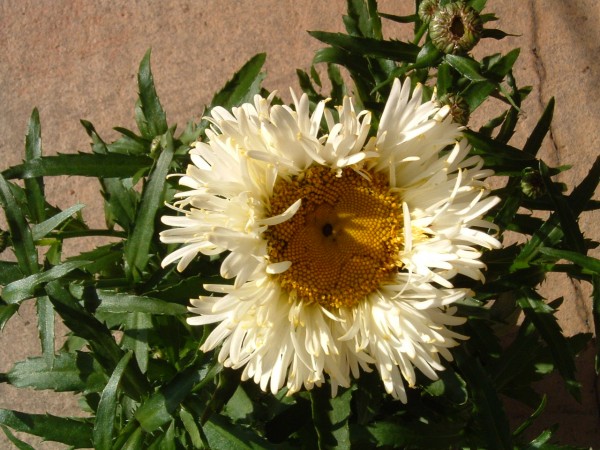 Lucanthemum Real Galaxy at Kershaw’s Garden Centre