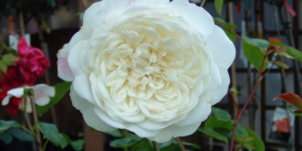 RosaTranquility at Kershaw’s Garden Centre