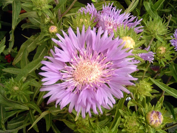Stokesia Klaus Jelitto at Kershaw’s Garden Centre