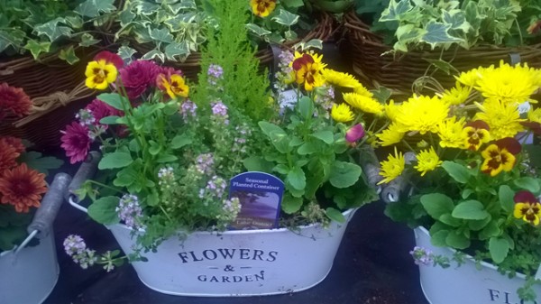 Autumn planter 2