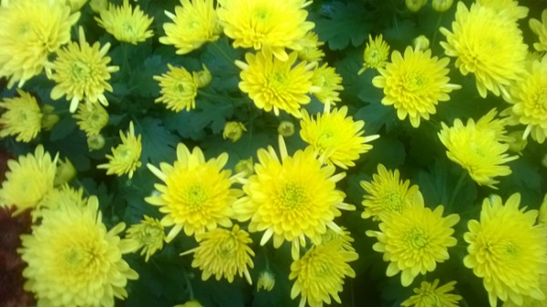 Chrysanthemum at Kershaws Garden Centre