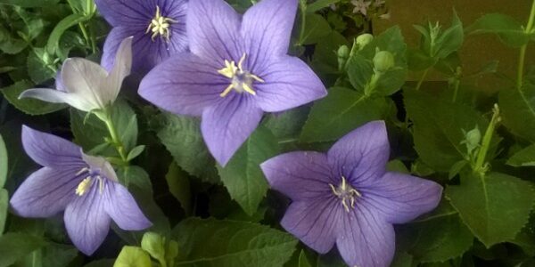 Platycodon at Kershaw’s Garden Centre