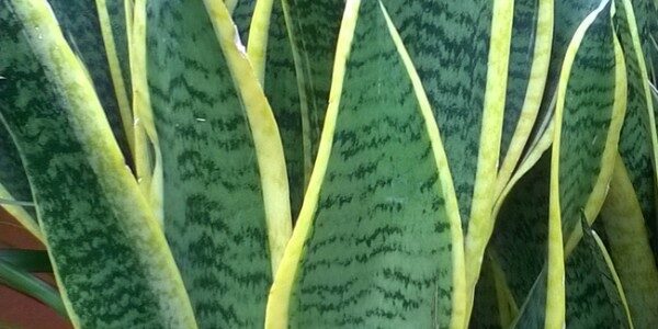 Sanserviera at Kershaws Garden Centre