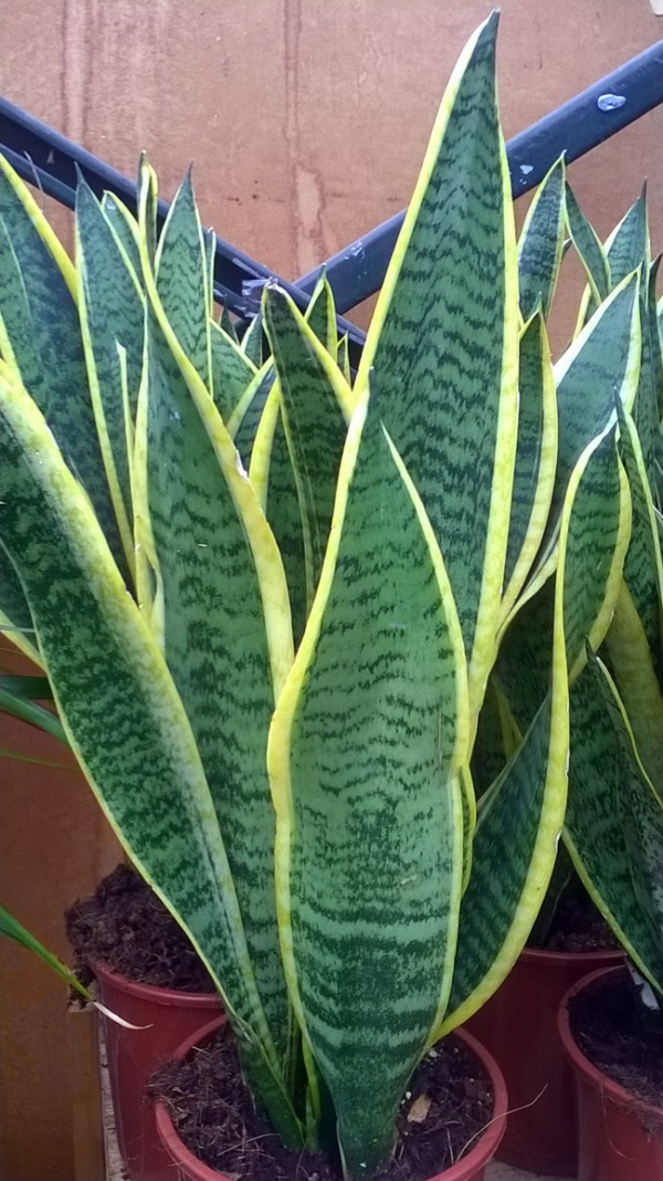 Sanserviera at Kershaws Garden Centre