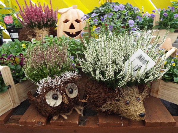 AUtumn planted containers at Kershaw’s Garden Centre-2