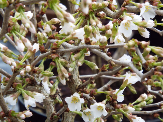 Prunus Ko Jo No Mai