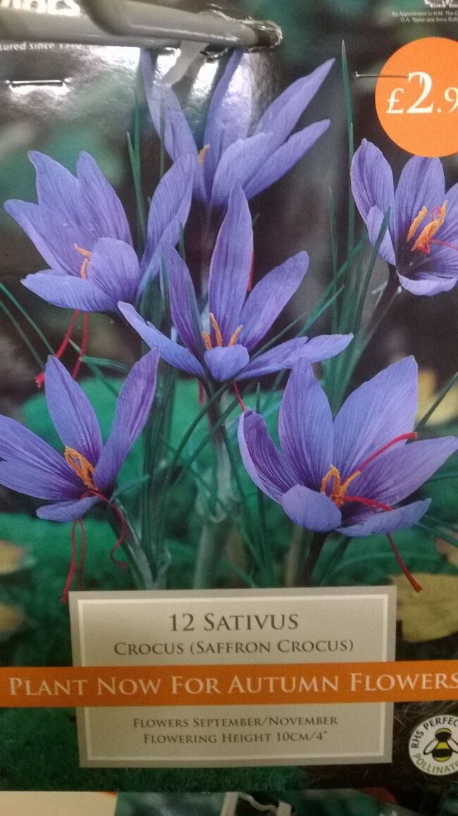 Crocus Sativus a